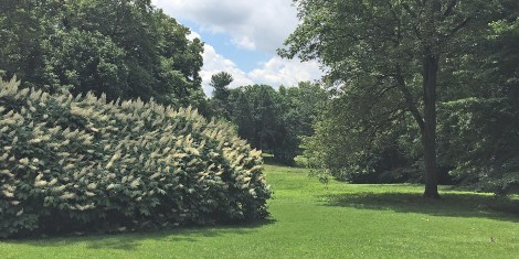 LDCP_AwburyArboretuem_copse_dblsq